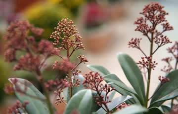 skimmia in de tuin